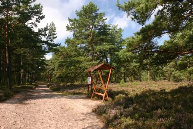 Plaża Białogóra lato 2026 - leśne ścieżki